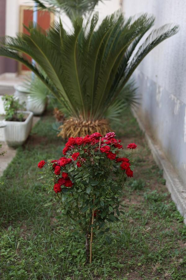 לצ'ה Innuendo La Terrazza House מראה חיצוני תמונה